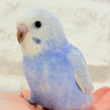 【最新画像更新🪄】可愛いのその先には何があるの〜！？🫧セキセイインコ(スパングル) ヒナ