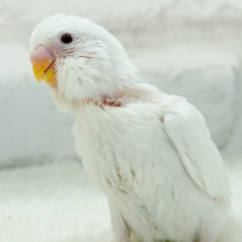 【最新画像更新🪄】透明感のカタマリ🐣🫧セキセイインコ(アルビノ) ヒナ