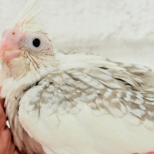 背中の模様数えてみよう🐣🫧オカメインコ(WFシナモンパールパイド) ヒナ