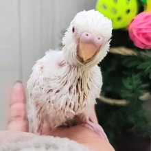 一足お先に雪景色〜⛄️❄セキセイインコのヒナ(アルビノ)入荷しました❤️