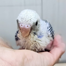 甘ったれBIGベイビー🍼✨セキセイインコのヒナ(ブルーパイド)入荷しました❤️