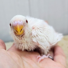 ふわふわマシュマロ☁のセキセイインコのヒナ(アルビノ)入荷しました❤️