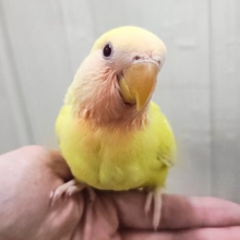 最新画像更新♥ﾋﾟｶﾋﾟｶ✨まぶしいほど黄色‼︎💛小桜インコのルチノー入舎です！