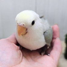 最新画像更新♥ふんわ〜り優しい💛極上パステル☁️小桜インコのシナモンパイド✨