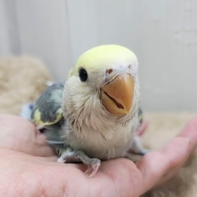 最新画像更新♥シックなスーツで登場‼︎小桜インコ（モーブパイド）