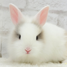 ふわふわ🫧むっちり🐰🤍ジャージーウーリー(男の子)