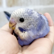 アメジストの輝き💎💜✨　セキセイインコ（バイオレットオパーリン）