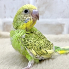 濃いめがカッコいい〜💚🎶　セキセイインコ（グリーンスパングル）