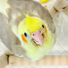 【最新画像更新🪄】ちっちゃな恐竜がやってきた！！！オカメインコ(シナモンパイド) ヒナ