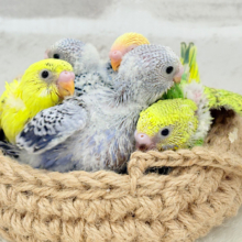 ヒナちゃん’S大集合🐣🪇セキセイインコ ヒナ