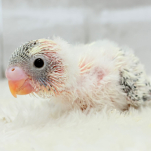 可愛いをかき集めます🐣🧩💖セキセイインコ(クリームハルクイン) ヒナ