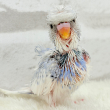 おカッパ頭の天使ちゃん🧚‍♀️🫧梵天セキセイインコ(スパングルパイド) ヒナ