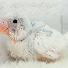 綿雲天使ちゃん🧚‍♀️🪅セキセイインコ(パイド) ヒナ