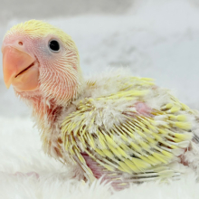 上目遣いにイチコロ( ♡´³`)σコザクラインコ(シナモン) ヒナ
