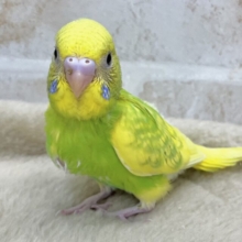 元気いっぱいすぎる〜‼️ セキセイインコ（スパングルパイド）