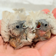 ぱやぱや頭が愛おしい🐣🪅💖ジャンボキンカチョウ ヒナ