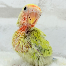 夏すぎて、落ち着きました👒🍂コザクラインコ(ゴールデンチェリー) ヒナ