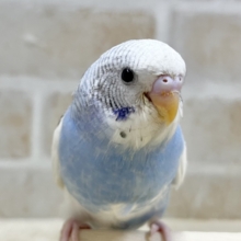 【🆙最新画像あり‼️】はっきりくっきり〜💙✴️  セキセイインコ（ブルーパイド）