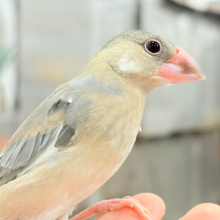 【最新画像更新🪄ひとり餌になりました‪☆】ぶんぶんっ🐣🌸桜文鳥 ヒナ