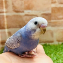 青空カラーが魅力的💙💙💙　セキセイインコ（スパングル）