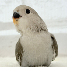 【最新画像更新🪄】大人カラーにメッロメロ🐣💖コザクラインコ(モーブ) ヒナ