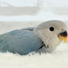 【最新画像更新🪄】未来にわくわく✨広い海カラー🐣🌊コザクラインコ(ブルー) ヒナ