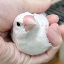 【🆙最新画像あり‼️】クールな性格❓でも良い子です✨　白文鳥