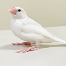 【最新画像】手の上で寝ちゃうよ🤍白文鳥