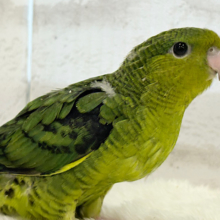 【最新画像・動画更新🪄】お顔も鳴き声も可愛くて癒される♡サザナミインコ(オリーブ) ヒナ