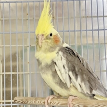 ﾄﾞｽｺｲ❕はっけよーいプリン大福🍮♬.*ﾟオカメインコ(パイド/2024年3月生まれ)