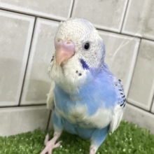 あおぞら便で⛅️Smileお届けᵕ̈*☀️️🩵セキセイインコ(ブルーパイド/2025年11月生まれ)