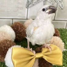 𝐂𝐨𝐦𝐞 𝐨𝐧🐾💭ｻｸｻｸ白銀の世界❄️.*˚シルバー文鳥(2025年11月生まれ)