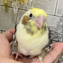 もっちぃBEST💛🦺⋆*~𝐜𝐫𝐞𝐚𝐦𝐲仕立て🧁~オカメインコ(パイド/2025年11月生まれ)