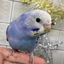 ✨最新画像✨ソラで奏でる🎹🎼piroroの唄🐥💕.*セキセイインコ(ブルーオパーリン/2025年11月生まれ)