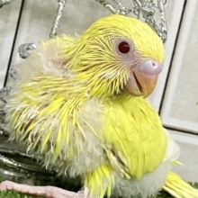 真紅にバーニング🔥ﾎﾟｶﾎﾟｶこんぽた♥️セキセイインコ(ルチノー/2025年12月生まれ)