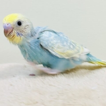 癒し系クリームソーダちゃん🩵💛セキセイインコ（パステルレインボースパングル）ヒナ