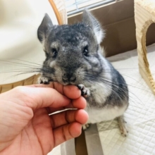 まんまるい❤︎⁎˃ ˂ かわいさギュギュギュっ💫🤍チンチラくん男のコ💜♂