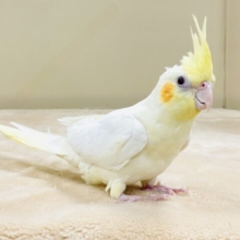 おもちゃは見てるだけで楽しい〜👀✨オカメインコ（ルチノー）