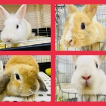 年越しはウサちゃんと過ごしましょ🐰💕ウサウサフェア開催中‼️