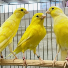 派手派手レモンカラー🍋✨レモンカナリア👑
