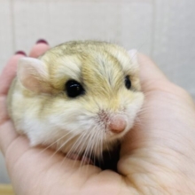 最新画像あります！激カワ💕まるまるモチモチ癒し顔☺️💓ファットテールジャービル男の子‼️