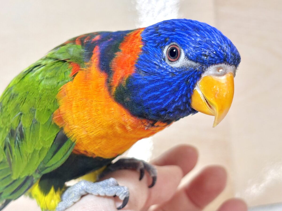 ゴシキセイガイインコ  🌈𖤐*。