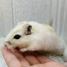 優しいベージュがふんわり🧡カラージャービルやってきた❗️