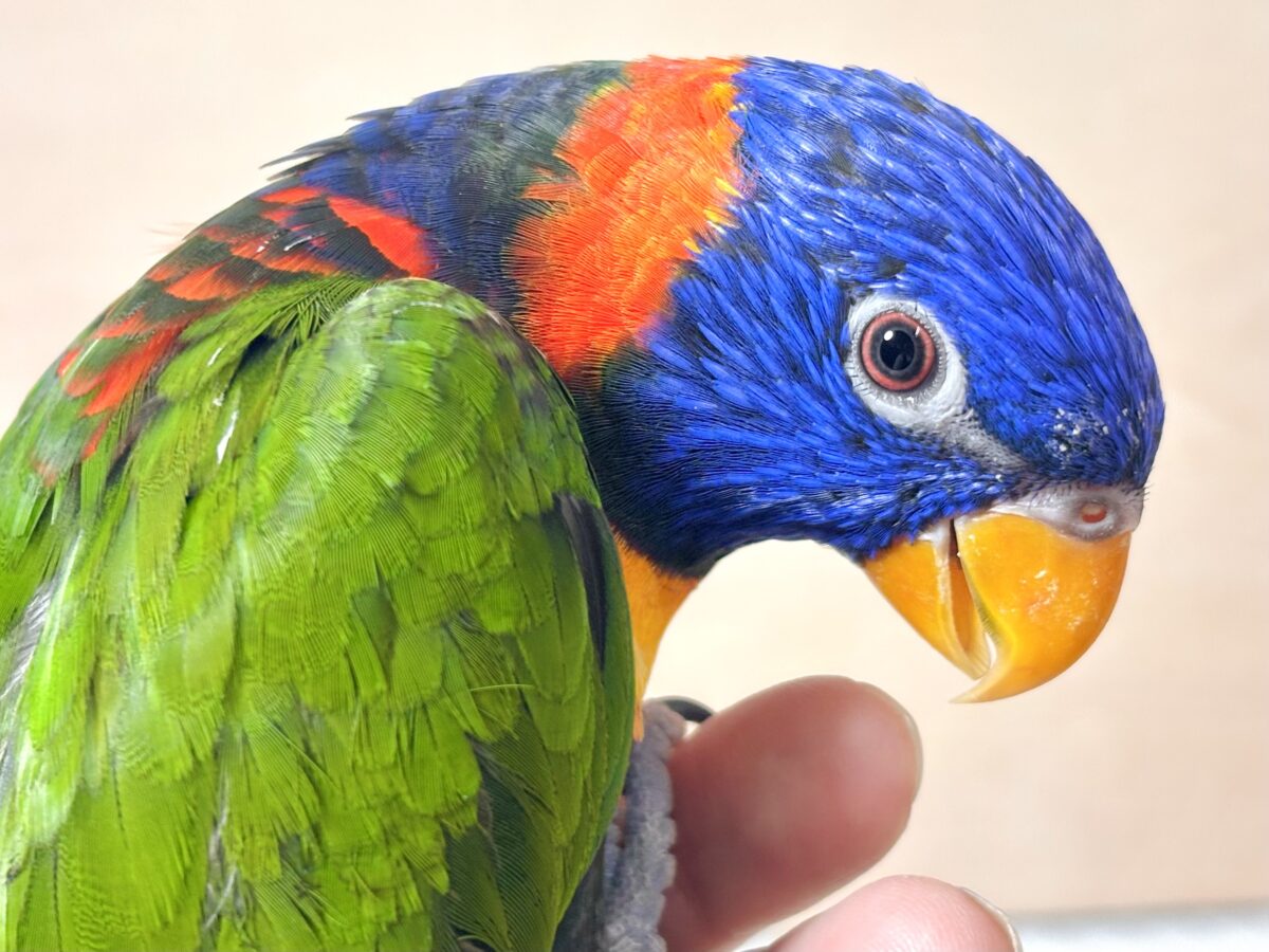 ゴシキセイガイインコ