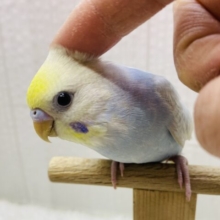 最新画像有ります⭐️大人気！爽やかカラーなセキセイインコヒナさん来ました　パステルレインボー