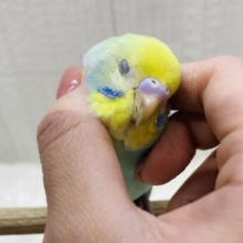 最新画像有りますよ✨グレーの縁どりオシャレでしょ✨オシャレ上級者のセキセイインコ（パステルカラーレインボー）💫