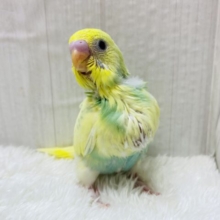 おなかポンポン💓レモンスカッシュちゃん🍋セキセイインコ（パステルカラーレインボーパイド）🌈