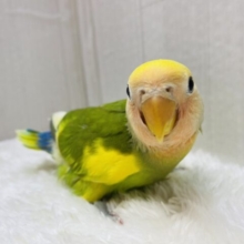 最新画像有ります❣️パッと明るく染まっちゃう💛コザクラインコのタイガーチェリー🌱