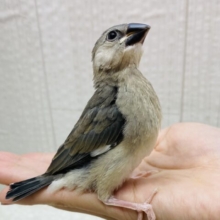 ガラッと見た目の変化が楽しめますっ‼️桜文鳥やってきた〜🙌🙌