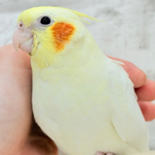 【最新画像更新🪄ひとり餌になりました‪☆】オカメ界の人気者~♩♩オカメインコ(ルチノー) ヒナ
